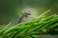 Chikungunya : 23 cas en gironde, la vague s'intensifie dans le sud-ouest philippe, katerine, face, journalistes, papotin