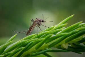 Chikungunya : 23 cas en gironde, la vague s'intensifie dans le sud-ouest tempête, kirk, mois, pluie, attendu