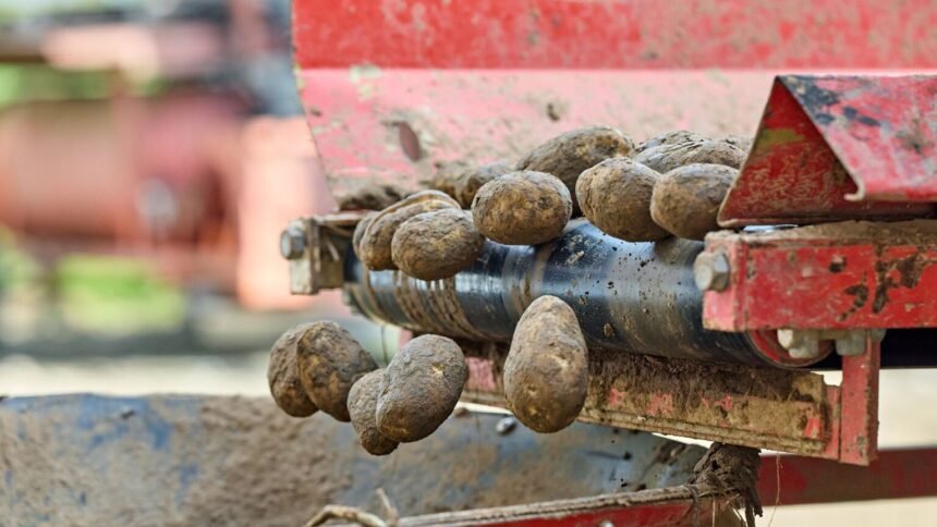 Pommes de terre : la france face à l'une de ses pires récoltes depuis 30 ans Pommes de terre : la France face à l’une de ses pires récoltes depuis 30 ans