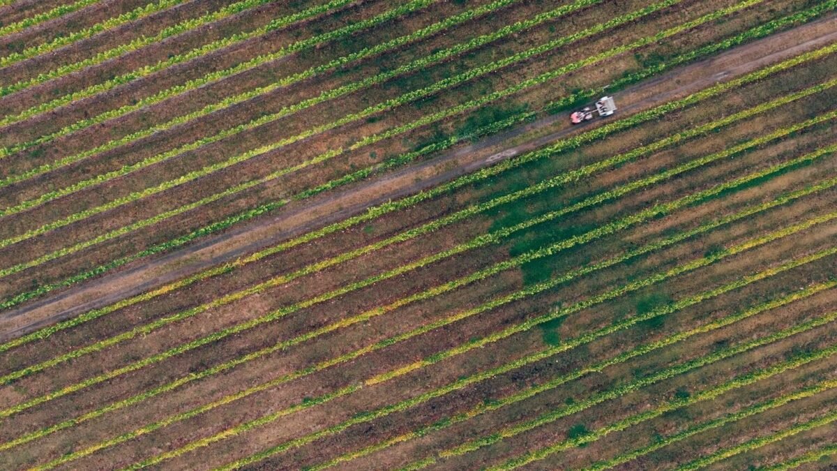 Beaujolais : un vendangeur de 17 ans tué, neuf blessés dans un accident