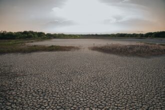 Canicule : le gard interdit le transport d'animaux entre 13h et 18h Canicule : le Gard interdit le transport d'animaux entre 13h et 18h
