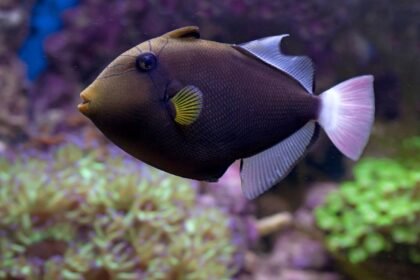 Cannes : une femme de 94 ans mordue jusqu&rsquo;au sang par un poisson