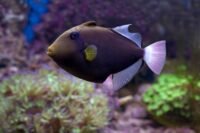 Cannes : une femme de 94 ans mordue jusqu'au sang par un poisson