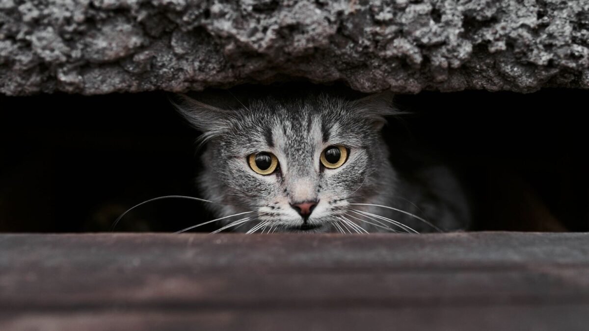 Isère : une famille sacrifie ses vacances pour retrouver sa chatte disparue sur l’A43