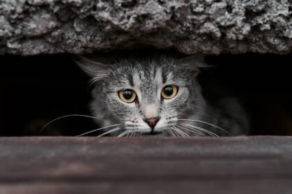 Isère : une famille sacrifie ses vacances pour retrouver sa chatte disparue sur l&rsquo;A43