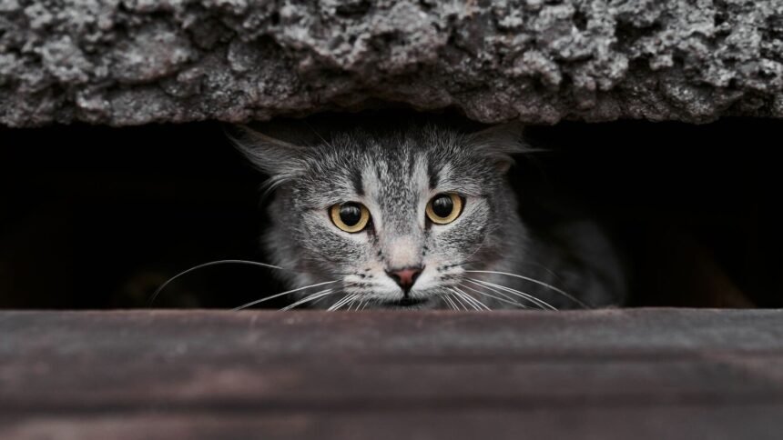 Isère : une famille sacrifie ses vacances pour retrouver sa chatte disparue sur l'a43 Isère : une famille sacrifie ses vacances pour retrouver sa chatte disparue sur l’A43