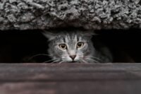 Isère : une famille sacrifie ses vacances pour retrouver sa chatte disparue sur l'A43