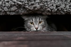 Isère : une famille sacrifie ses vacances pour retrouver sa chatte disparue sur l'A43
