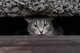 Isère : une famille sacrifie ses vacances pour retrouver sa chatte disparue sur l'A43