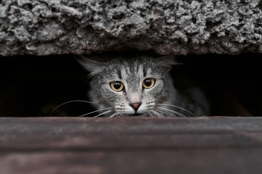 Isère : une famille sacrifie ses vacances pour retrouver sa chatte disparue sur l'a43 Isère : une famille sacrifie ses vacances pour retrouver sa chatte disparue sur l'A43