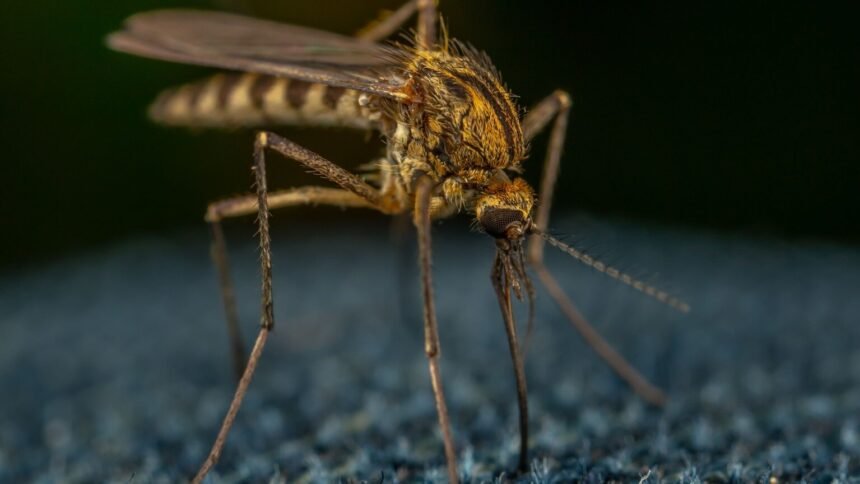 Chikungunya : 17 cas autochtones en gironde, la démoustication s'intensifie Chikungunya : 17 cas autochtones en Gironde, la démoustication s’intensifie