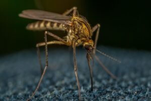 Chikungunya : 17 cas autochtones en gironde, la démoustication s'intensifie Chikungunya : 17 cas autochtones en Gironde, la démoustication s'intensifie