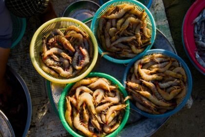Crevettes rappelées dans toute la france pour risque de listériose Crevettes rappelées dans toute la France pour risque de listériose