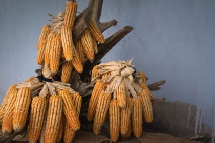 Crise agricole : sécheresse et canicule ravagent les récoltes 2026 Crise agricole : sécheresse et canicule ravagent les récoltes 2026