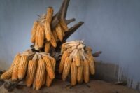 Crise agricole : sécheresse et canicule ravagent les récoltes 2026