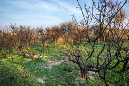 Croatie : un mort et 40 blessés dans un incendie géant près de Split