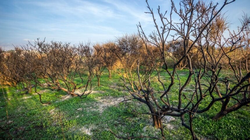 Croatie : un mort et 40 blessés dans un incendie géant près de split Croatie : un mort et 40 blessés dans un incendie géant près de Split