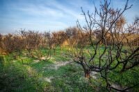 Croatie : un mort et 40 blessés dans un incendie géant près de Split