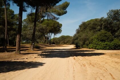 Fontainebleau : 80 % de la forêt rouvre au public ce samedi Fontainebleau : 80 % de la forêt rouvre au public ce samedi