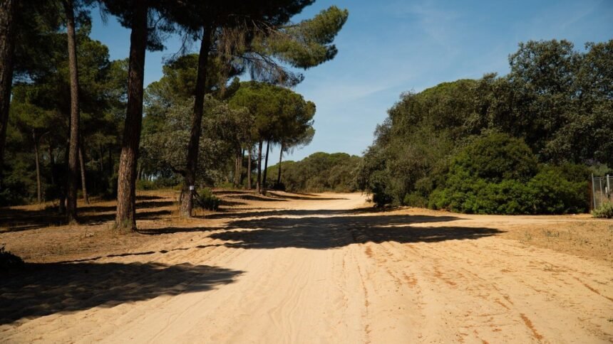 Fontainebleau : 80 % de la forêt rouvre au public ce samedi