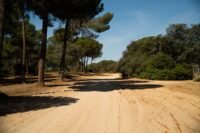 Fontainebleau : 80 % de la forêt rouvre au public ce samedi