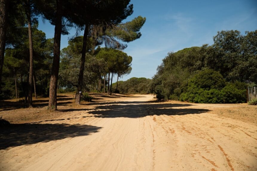 Fontainebleau : 80 % de la forêt rouvre au public ce samedi