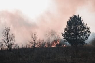 Gironde : le feu est fixé, annonce le ministre de l'Intérieur