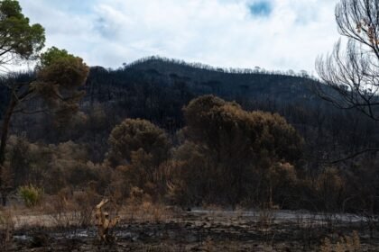 Incendie record dans les hautes fagnes : la belgique face à son pire feu de forêt Incendie record dans les Hautes Fagnes : la Belgique face à son pire feu de forêt