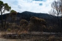 Incendie record dans les Hautes Fagnes : la Belgique face à son pire feu de forêt