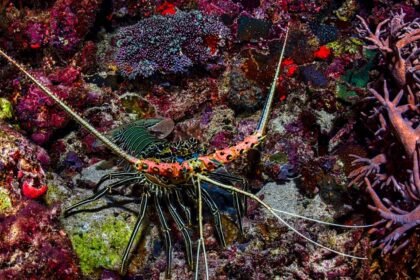 Il achète une langouste à 300 € au restaurant pour la relâcher en mer Il achète une langouste à 300 € au restaurant pour la relâcher en mer