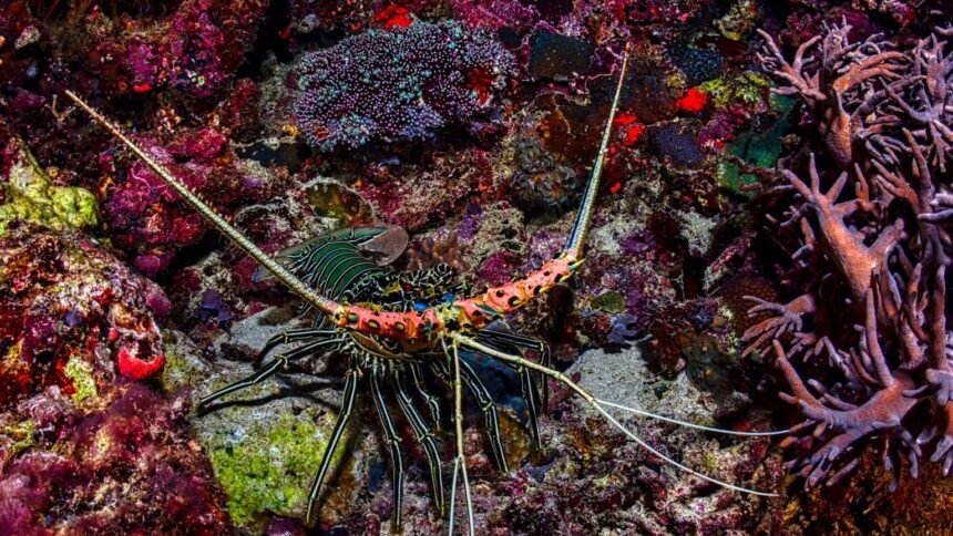 Il achète une langouste à 300 € au restaurant pour la relâcher en mer Il achète une langouste à 300 € au restaurant pour la relâcher en mer