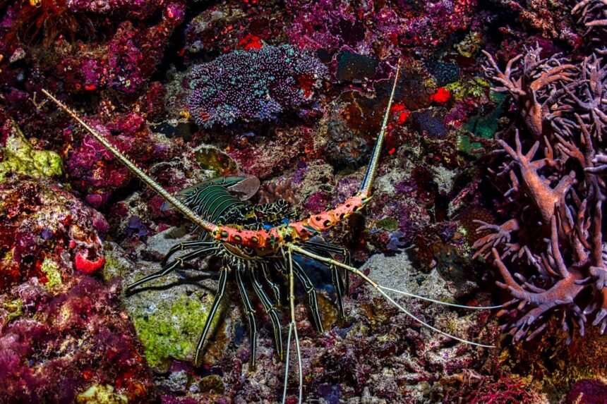 Il achète une langouste à 300 € au restaurant pour la relâcher en mer
