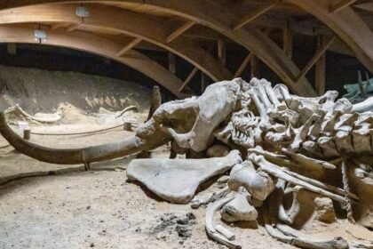 Un mammouth laineux émerge du danube asséché par la sécheresse en bulgarie Un mammouth laineux émerge du Danube asséché par la sécheresse en Bulgarie