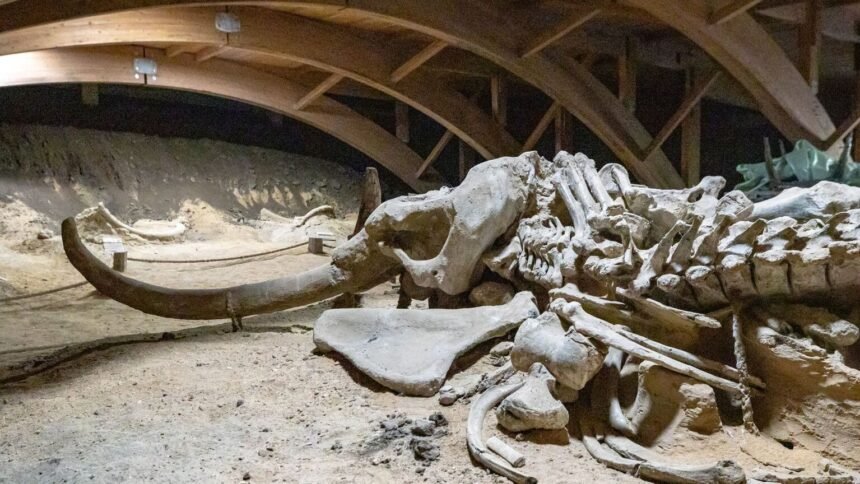 Un mammouth laineux émerge du Danube asséché par la sécheresse en Bulgarie