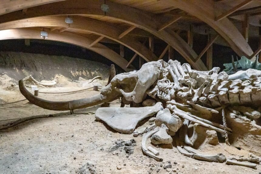 Un mammouth laineux émerge du danube asséché par la sécheresse en bulgarie Un mammouth laineux émerge du Danube asséché par la sécheresse en Bulgarie