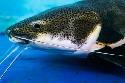 Un mélanome contagieux chez le poisson-chat : le 4e cancer transmissible jamais découvert Un mélanome contagieux chez le poisson-chat : le 4e cancer transmissible jamais découvert