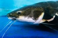 Un mélanome contagieux chez le poisson-chat : le 4e cancer transmissible jamais découvert
