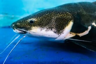 Un mélanome contagieux chez le poisson-chat : le 4e cancer transmissible jamais découvert