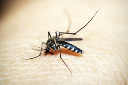 Moustique tigre : 70 % de la france bientôt colonisée, selon une étude alarmante Moustique tigre : 70 % de la France bientôt colonisée, selon une étude alarmante