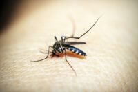 Moustique tigre : 70 % de la france bientôt colonisée, selon une étude alarmante Moustique tigre : 70 % de la France bientôt colonisée, selon une étude alarmante