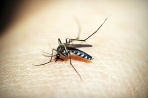 Moustique tigre : 70 % de la france bientôt colonisée, selon une étude alarmante Moustique tigre : 70 % de la France bientôt colonisée, selon une étude alarmante