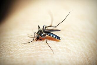 Moustique tigre : 70 % de la France bientôt colonisée, selon une étude alarmante