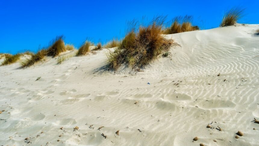 Pas-de-calais : 1 200 vacanciers évacués après un incendie dans les dunes Pas-de-Calais : 1 200 vacanciers évacués après un incendie dans les dunes