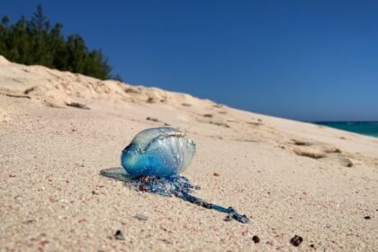 Physalies venimeuses : plusieurs plages des Landes fermées à la baignade