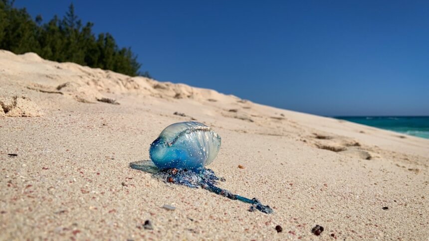 Physalies venimeuses : plusieurs plages des Landes fermées à la baignade