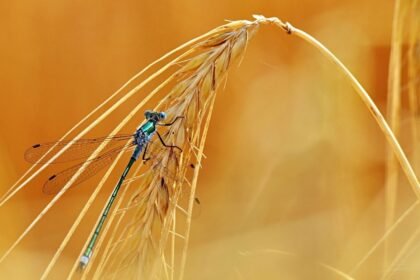Canicule : les punaises des champs envahissent les maisons françaises