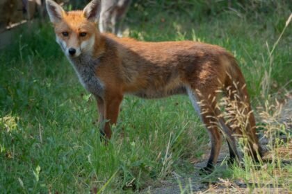 Tassin-la-demi-lune : un renard mordeur menacé d'abattage divise Tassin-la-Demi-Lune : un renard mordeur menacé d’abattage divise