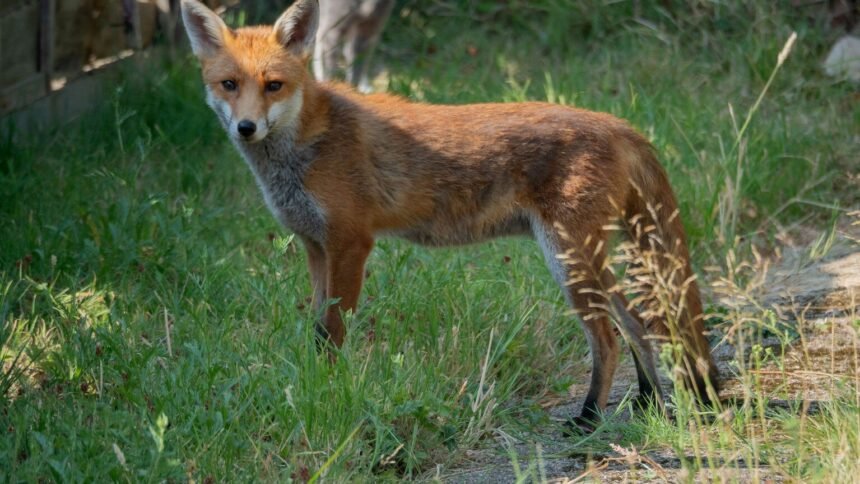 Tassin-la-Demi-Lune : un renard mordeur menacé d&rsquo;abattage divise