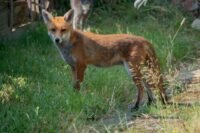 Tassin-la-Demi-Lune : un renard mordeur menacé d'abattage divise