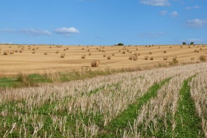 Sécheresse : syndicats agricoles et gouvernement s'affrontent sur l'ampleur des aides Sécheresse : syndicats agricoles et gouvernement s’affrontent sur l’ampleur des aides